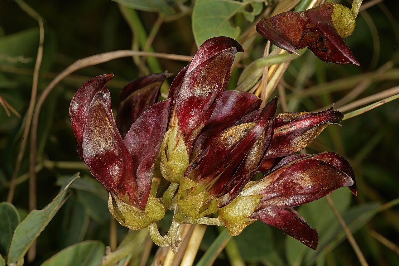 Mucuna coriacea: Mucuna coriacea subsp. irritans , flowers; grassland near Kaapsehoop, Mpumalanga, South Africa