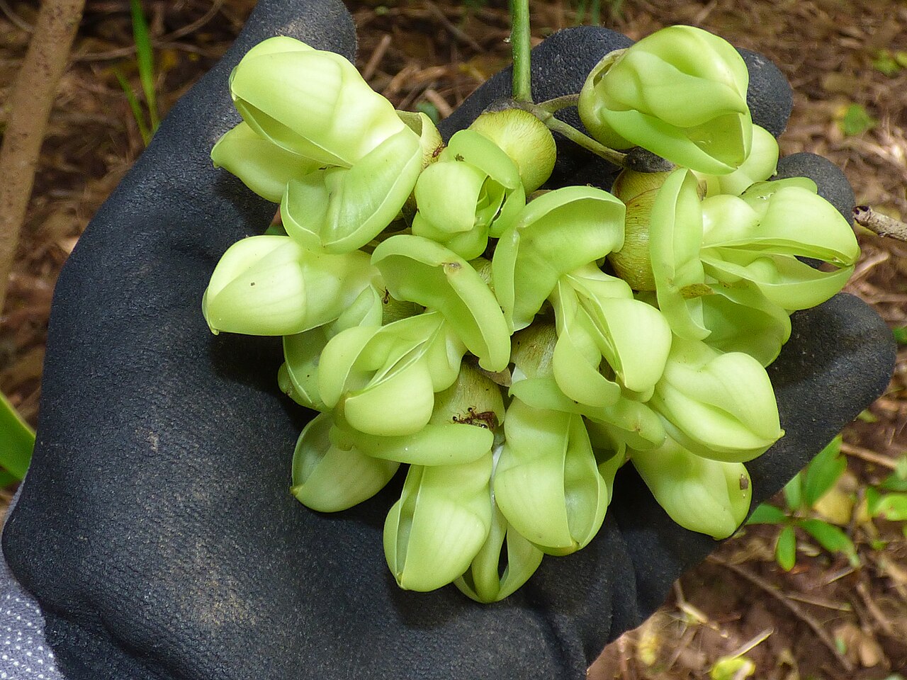 Seabean: Mucuna gigantea (Sea bean) Flowers at Punalau, Maui, Hawaii. May 05, 2018 #180505-0529 Image Use Policy
