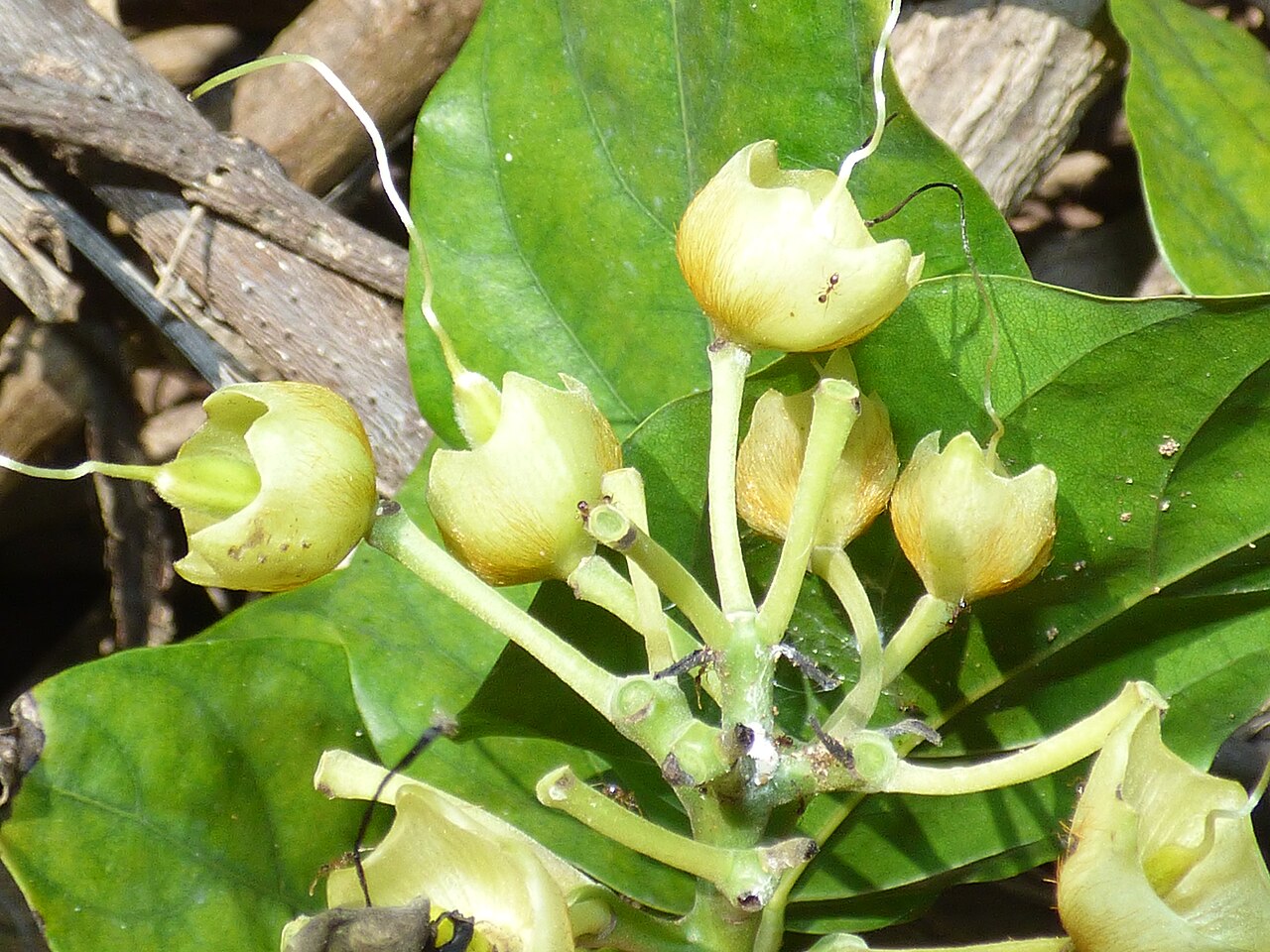 Seabean: <a href=" http://www.starrenvironmental.com/images/species/?q=Mucuna+gigantea " rel="noreferrer nofollow"> Mucuna gigantea (Sea bean) </a> Spent flowers at Pauk