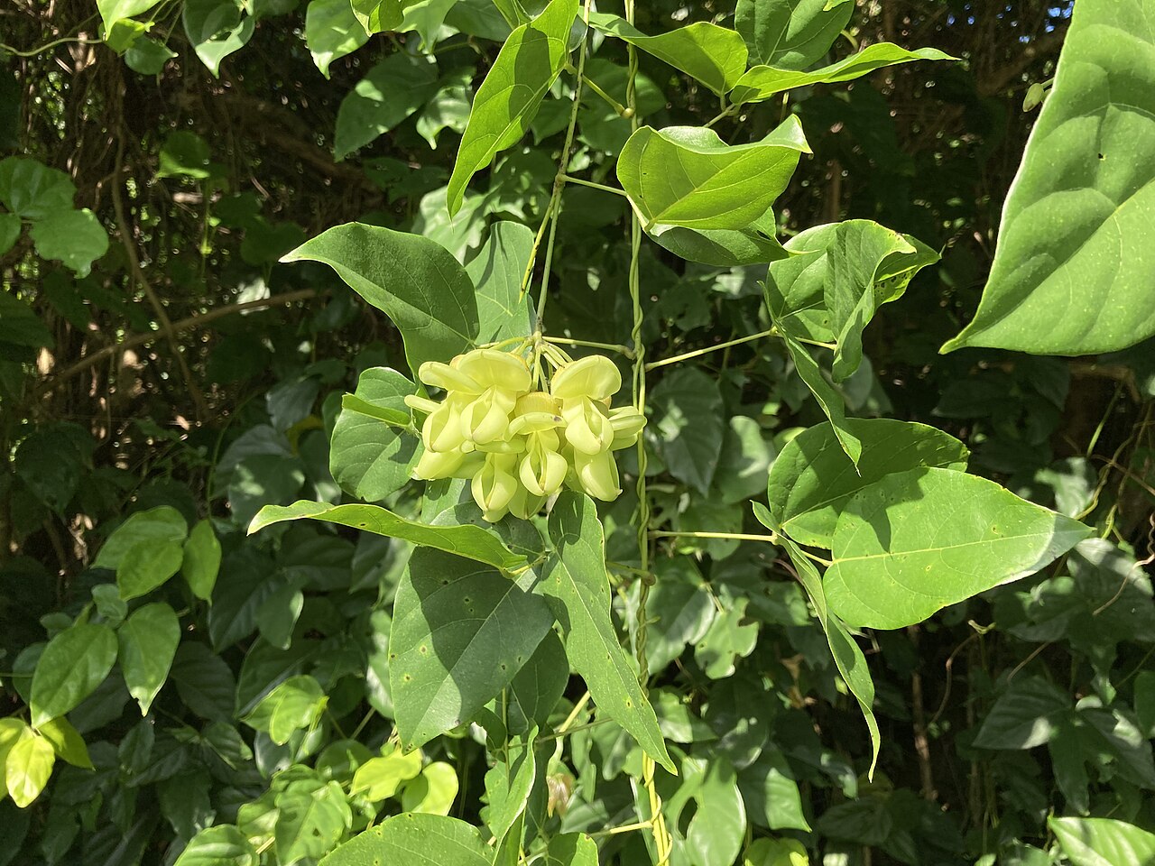 Seabean: ワニグチモダマの花