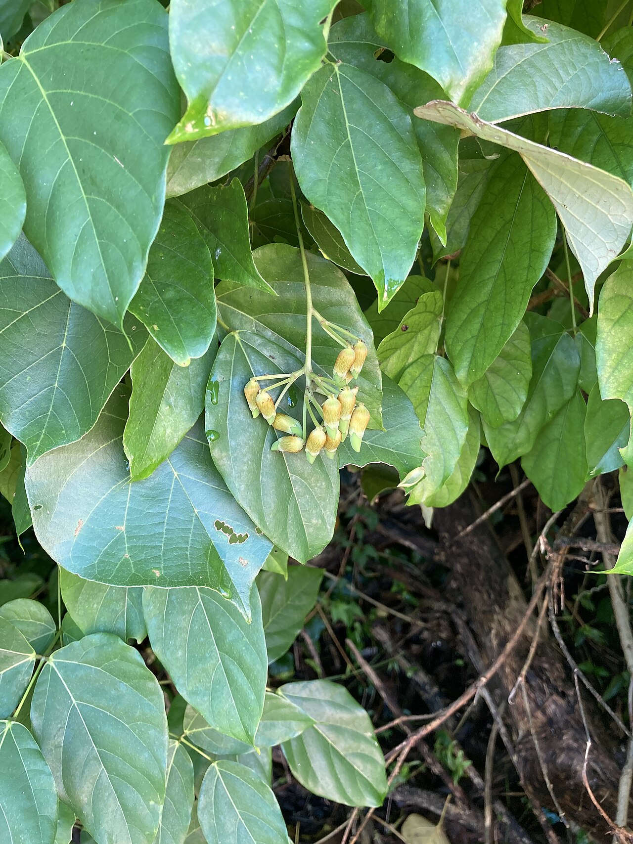 Seabean: 沖縄県八重山郡竹富町小浜 小浜島にて撮影