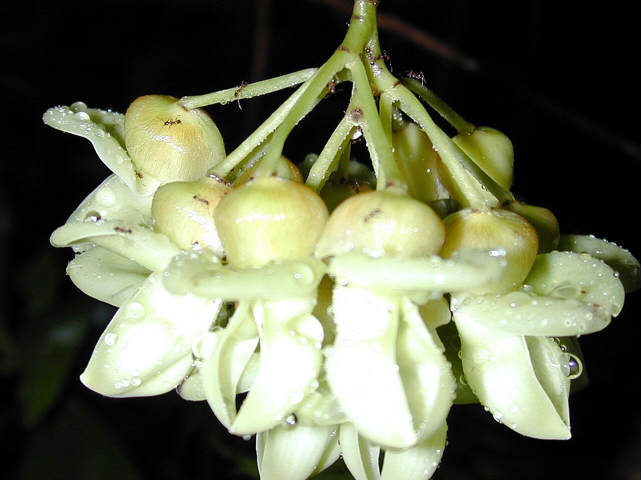 Seabean: Mucuna gigantea (Sea bean) Flowers at Nahiku, Maui, Hawaii. December 03, 2002 >#021203-0008 Image Use Policy