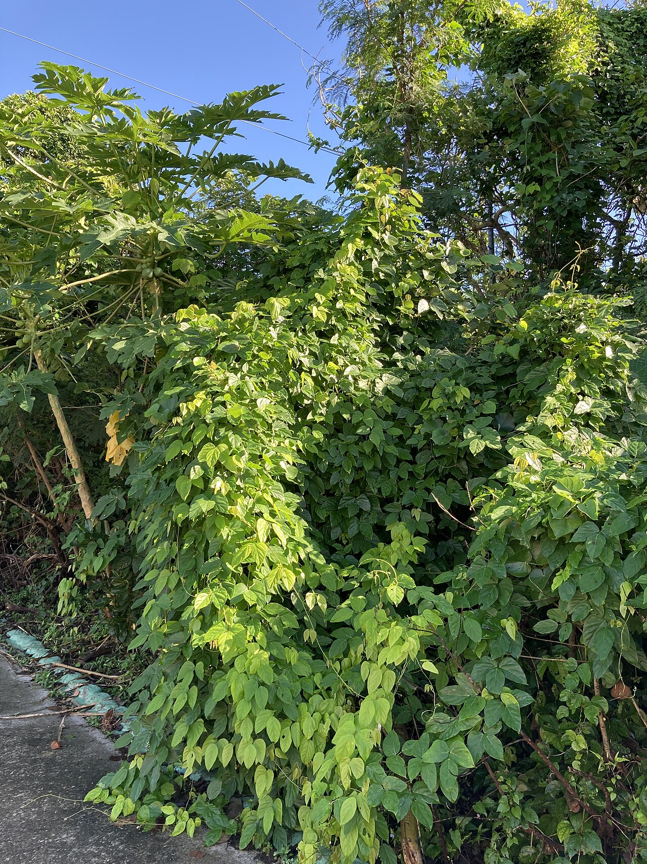 Seabean: 沖縄県八重山郡竹富町小浜 小浜島にて撮影