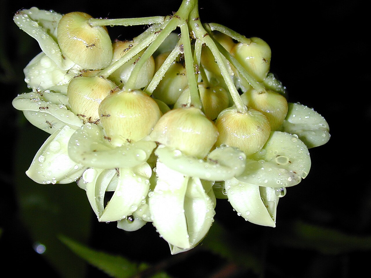 Seabean: Mucuna gigantea (flowers). Location: Maui, Nahiku