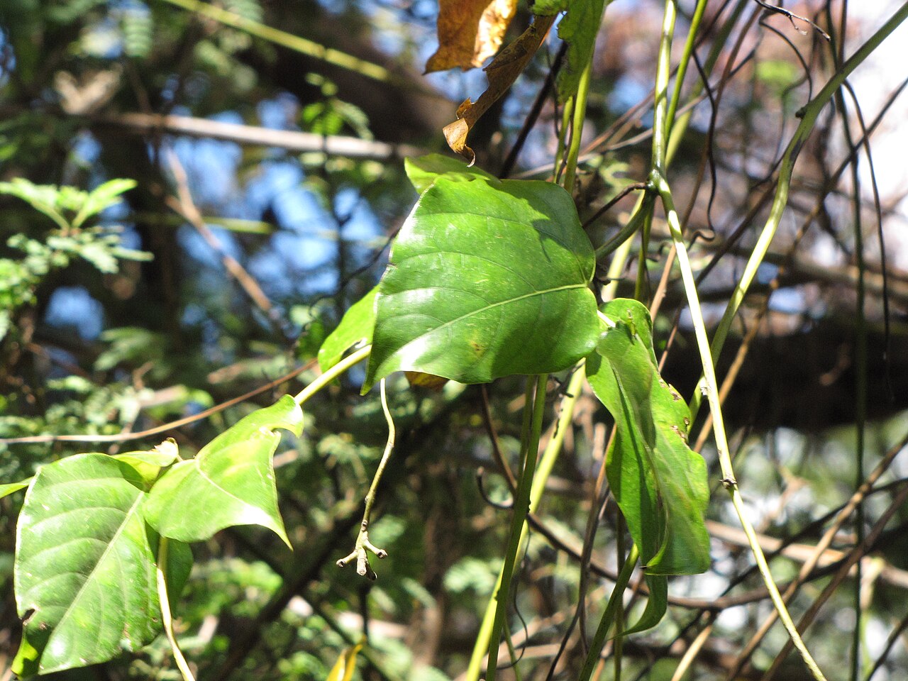 Seabean: Mucuna gigantea (Sea bean) Leaves at Kealia Pond, Maui, Hawaii. July 02, 2013 #130702-5400 Image Use Policy