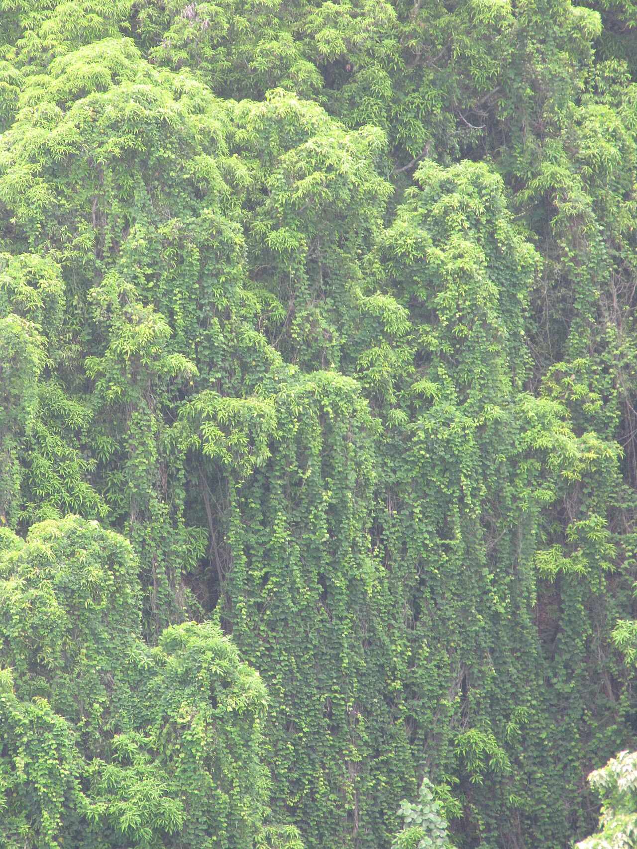 Seabean: Mucuna gigantea (Sea bean) Draping habit at Kakipi Gulch Haiku, Maui, Hawaii. June 17, 2009 #090617-0957 Image Use Policy