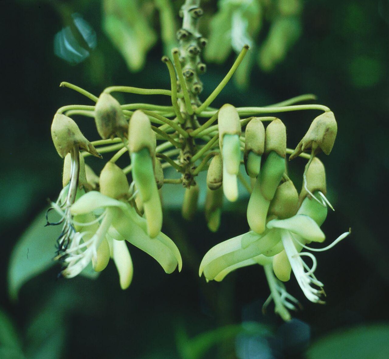 Mucuna holtonii: Mucuna holtonii , Hülsenfrüchtler (Fabaceae), Schmetterlingsblütler (Faboideae) – Costa Rica: Prov. Puntarenas, Fila Costeña N Ciudad Nelly