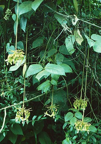 Mucuna holtonii: Mucuna holtonii , Hülsenfrüchtler (Fabaceae), Schmetterlingsblütler (Faboideae) – Costa Rica: Prov. Puntarenas, Fila Costeña N Ciudad Nelly