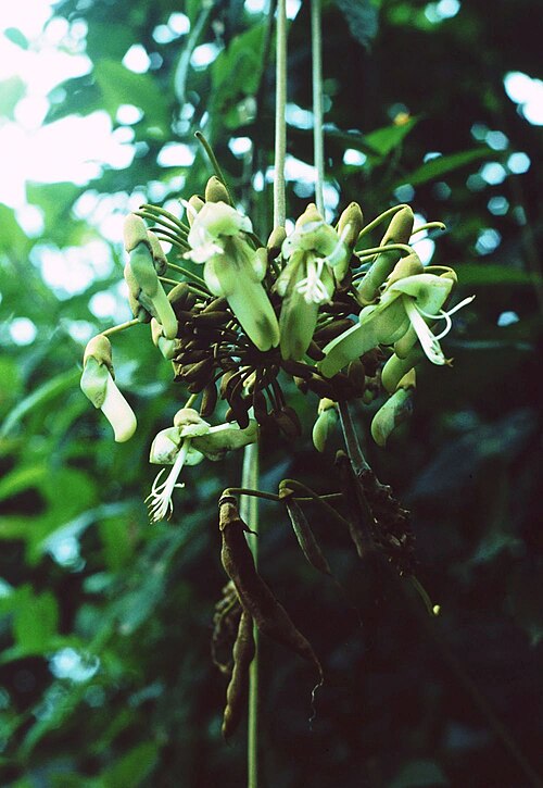 Mucuna holtonii: Mucuna holtonii , Hülsenfrüchtler (Fabaceae), Schmetterlingsblütler (Faboideae) – Costa Rica: Prov. Puntarenas, Fila Costeña N Ciudad Nelly