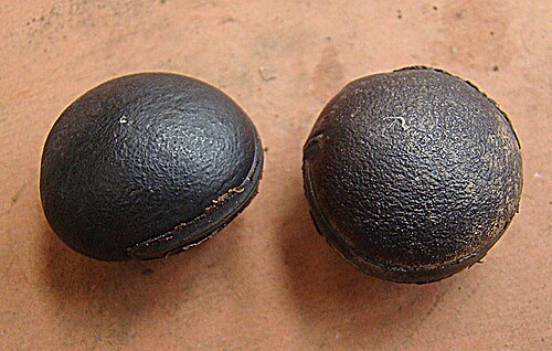 Mucuna holtonii: Also known as Ojos de Buey, and used by local artisans. In context at www.dixpix.ca/meso_america/Flora/faboid/index.html
