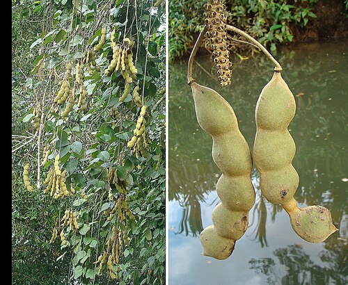 Mucuna holtonii: Cascading pods over a tributary of San Juan River, NIcaragua. Known as Ojos de Buey. In context at www.dixpix.ca/meso_america/Flora/faboid/index.html