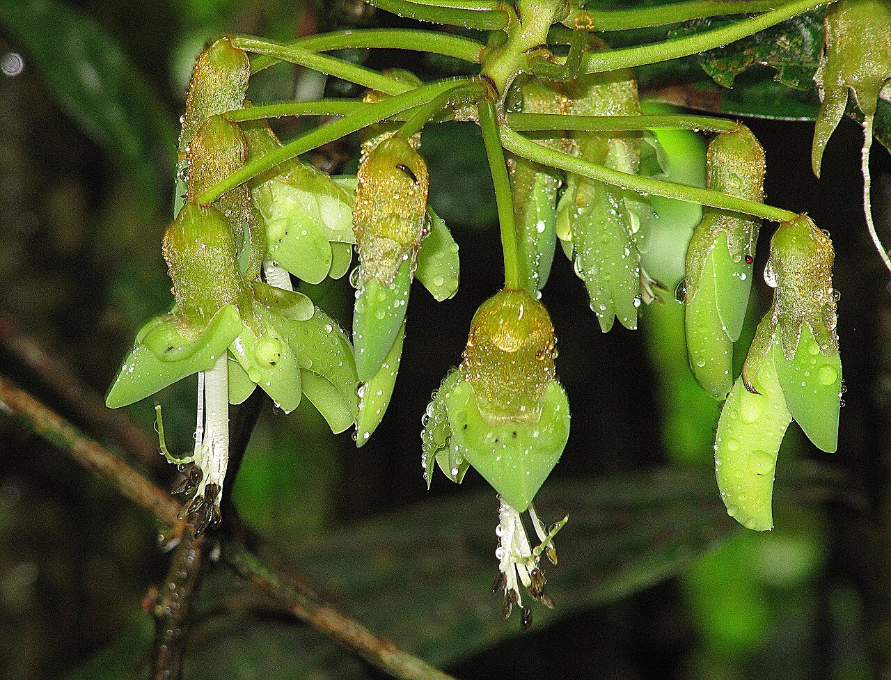 Mucuna holtonii: A bat-pollinated liana, found from southern Mexico to Columbia. Photo from Sarapiqui Valley, Costa Rica. In context at www.dixpix.ca/meso_america/Flora/faboid/i