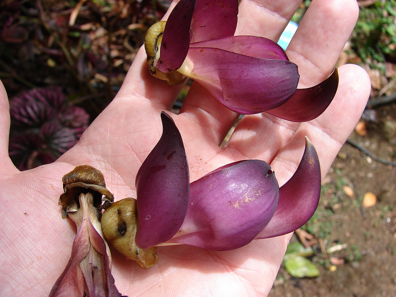Mucuna interrupta: Mucuna nigricans (Black jade vine) Flowers in hand at Enchanting Floral Gardens of Kula, Maui, Hawaii. April 30, 2009 #090430-6775 Image Use Policy