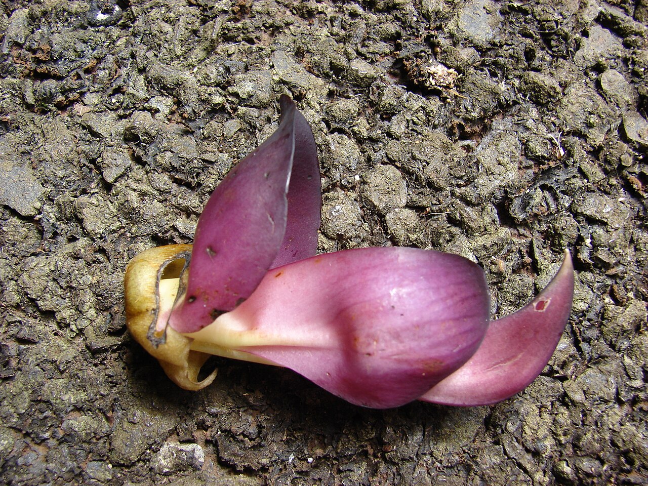 Mucuna interrupta: Mucuna nigricans (Black jade vine) Flowers in hand at Enchanting Floral Gardens of Kula, Maui, Hawaii. April 30, 2009 #090430-6778 Image Use Policy