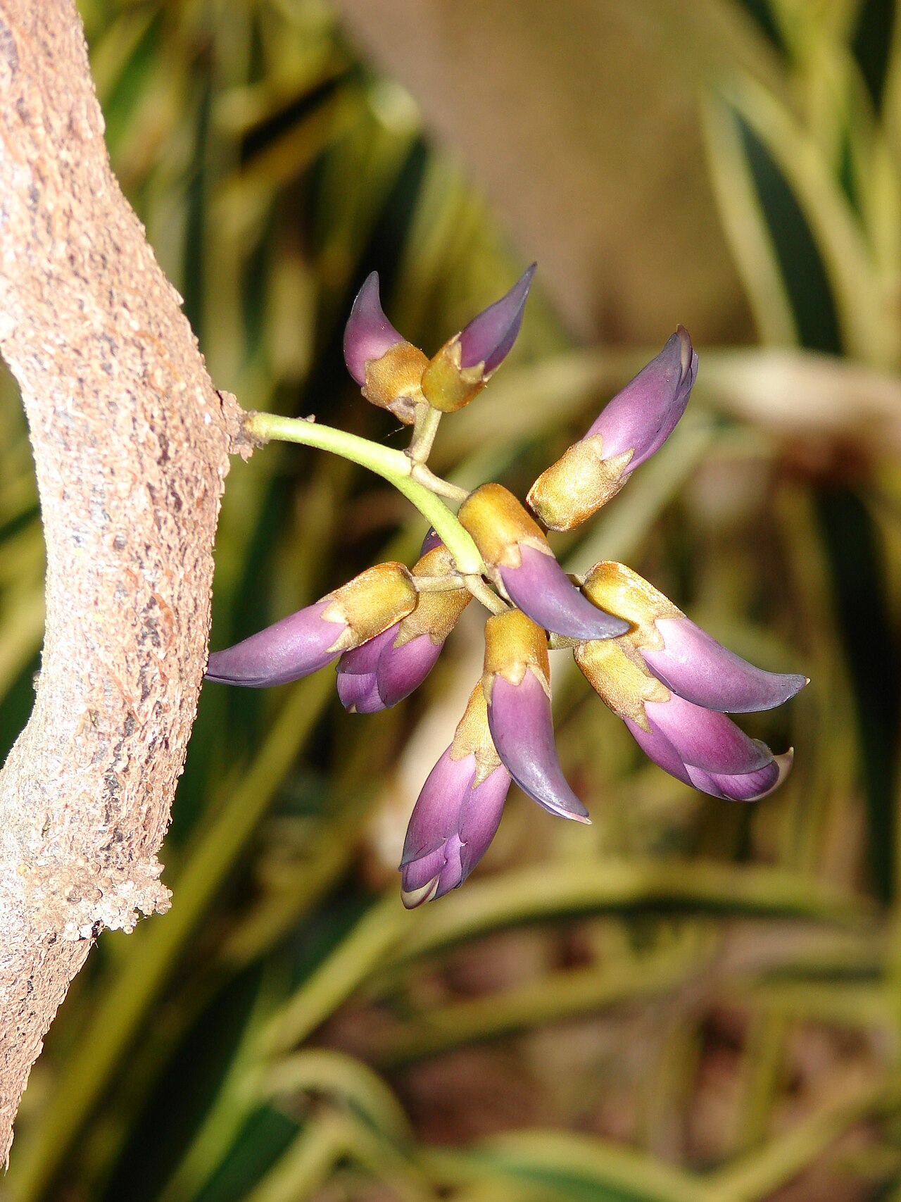 Mucuna interrupta: Mucuna nigricans (Black jade vine) Flowers at Enchanting Floral Gardens of Kula, Maui, Hawaii. April 30, 2009 #090430-6768 Image Use Policy