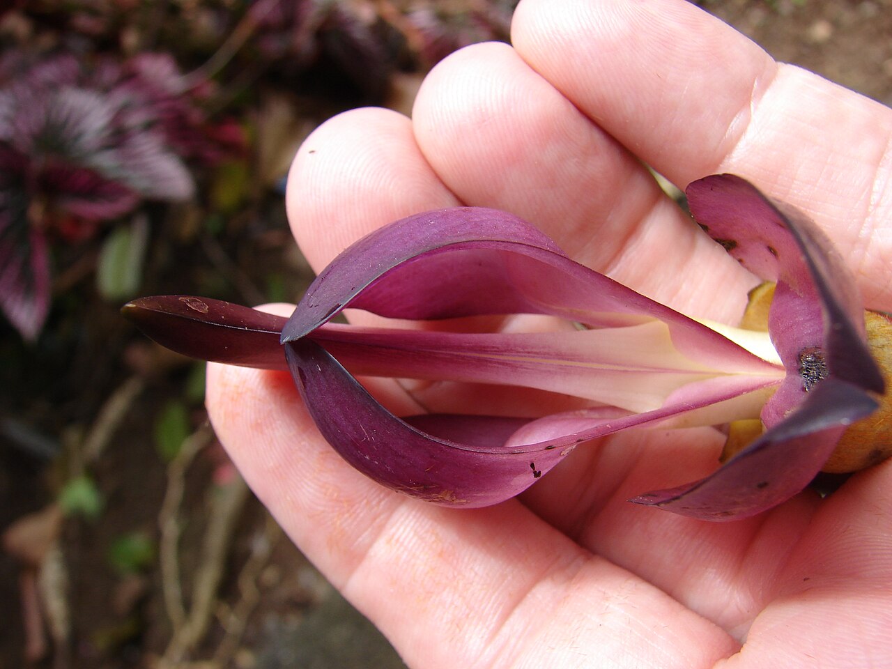 Mucuna interrupta: Mucuna nigricans (Black jade vine) Flowers in hand at Enchanting Floral Gardens of Kula, Maui, Hawaii. April 30, 2009 #090430-6777 Image Use Policy