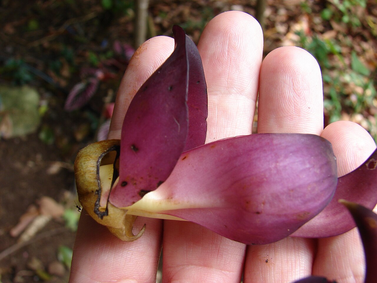 Mucuna interrupta: Mucuna nigricans (Black jade vine) Flowers in hand at Enchanting Floral Gardens of Kula, Maui, Hawaii. April 30, 2009 #090430-6776 Image Use Policy