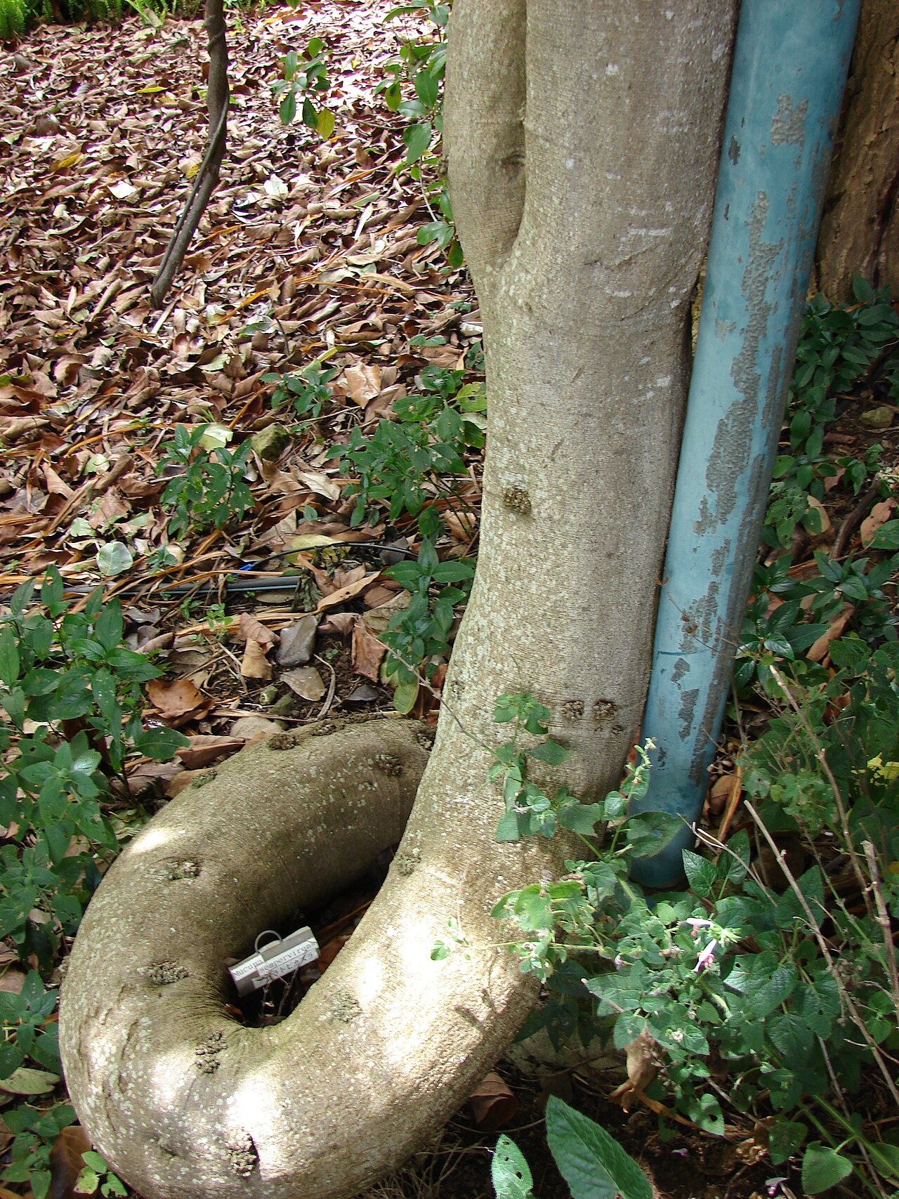 Mucuna interrupta: Mucuna nigricans (Black jade vine) Base of vine at Enchanting Floral Gardens of Kula, Maui, Hawaii. April 30, 2009 #090430-6766 Image Use Policy