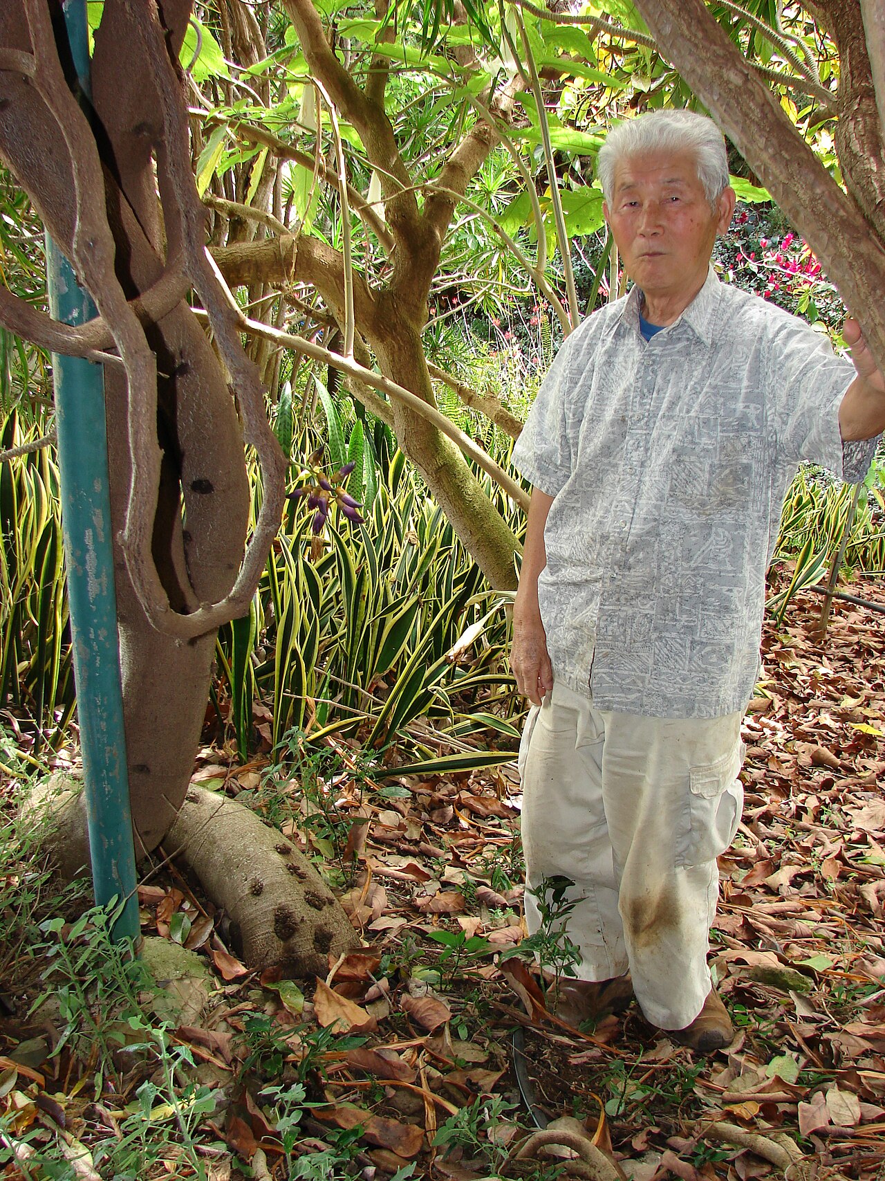 Mucuna interrupta: Mucuna nigricans (Black jade vine) (syn. Mucuna interrupta ) flowers and branches with Kazuo Takeda (garden owner) at Enchanting Floral Gardens of Kula, Maui, H