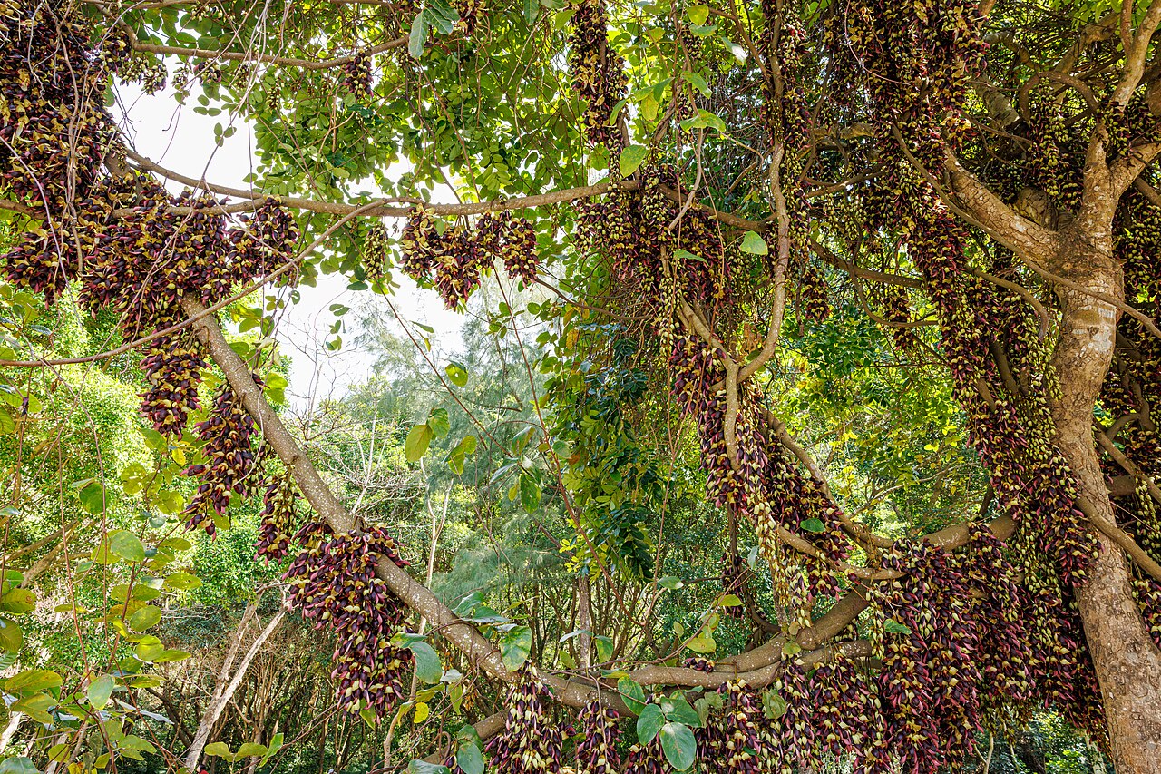 Mucuna macrocarpa: Mucuna macrocarpa in China