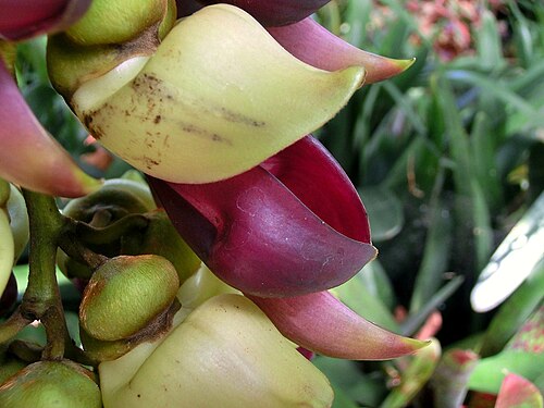 Mucuna macrocarpa: Mucuna macrocarpa , flower. Tenerife, Botanical Garden of Puerto de la Cruz.