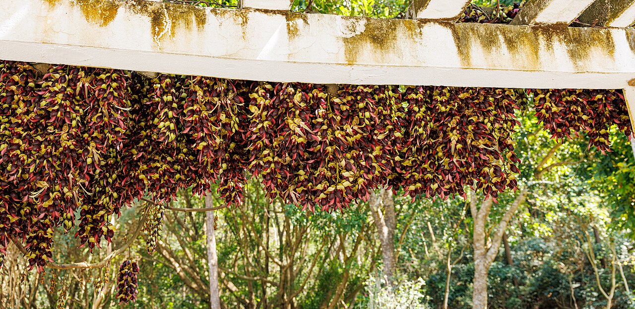 Mucuna macrocarpa: Mucuna macrocarpa in China