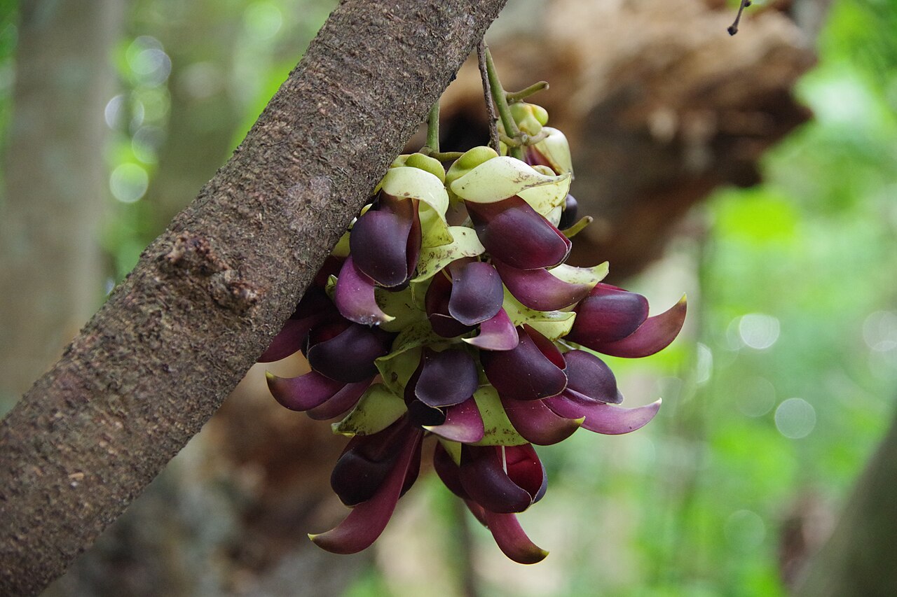 Mucuna macrocarpa: Flower of Mucuna macrocarpa at Daisekirinzan, Kunigami, Okinawa Prefecture, Japan