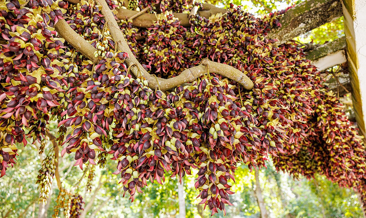 Mucuna macrocarpa: Mucuna macrocarpa in China
