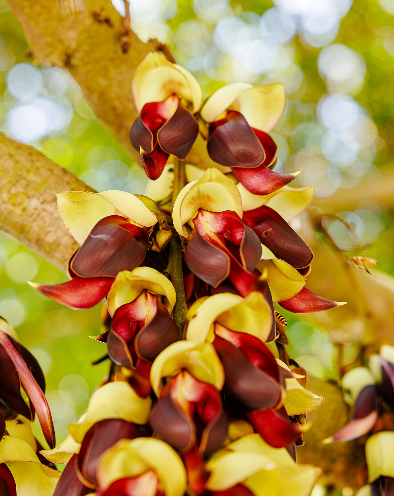 Mucuna macrocarpa: Mucuna macrocarpa in China