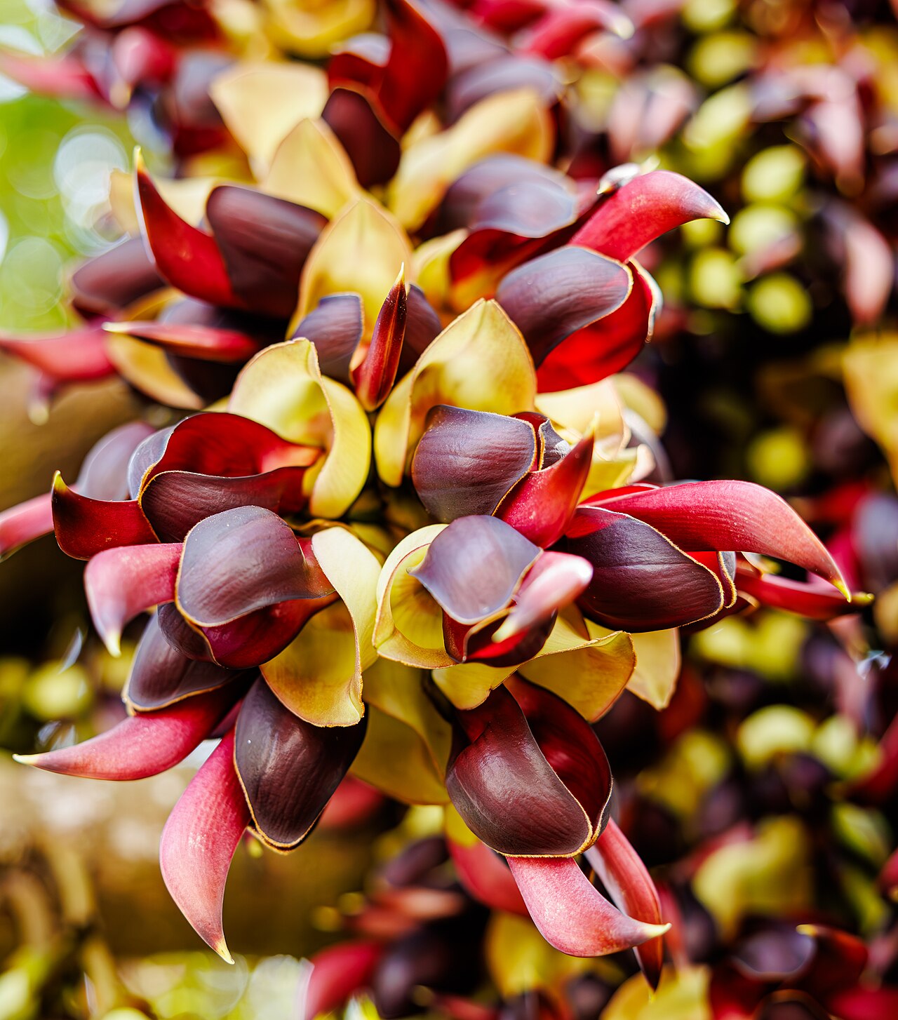 Mucuna macrocarpa: Mucuna macrocarpa in China