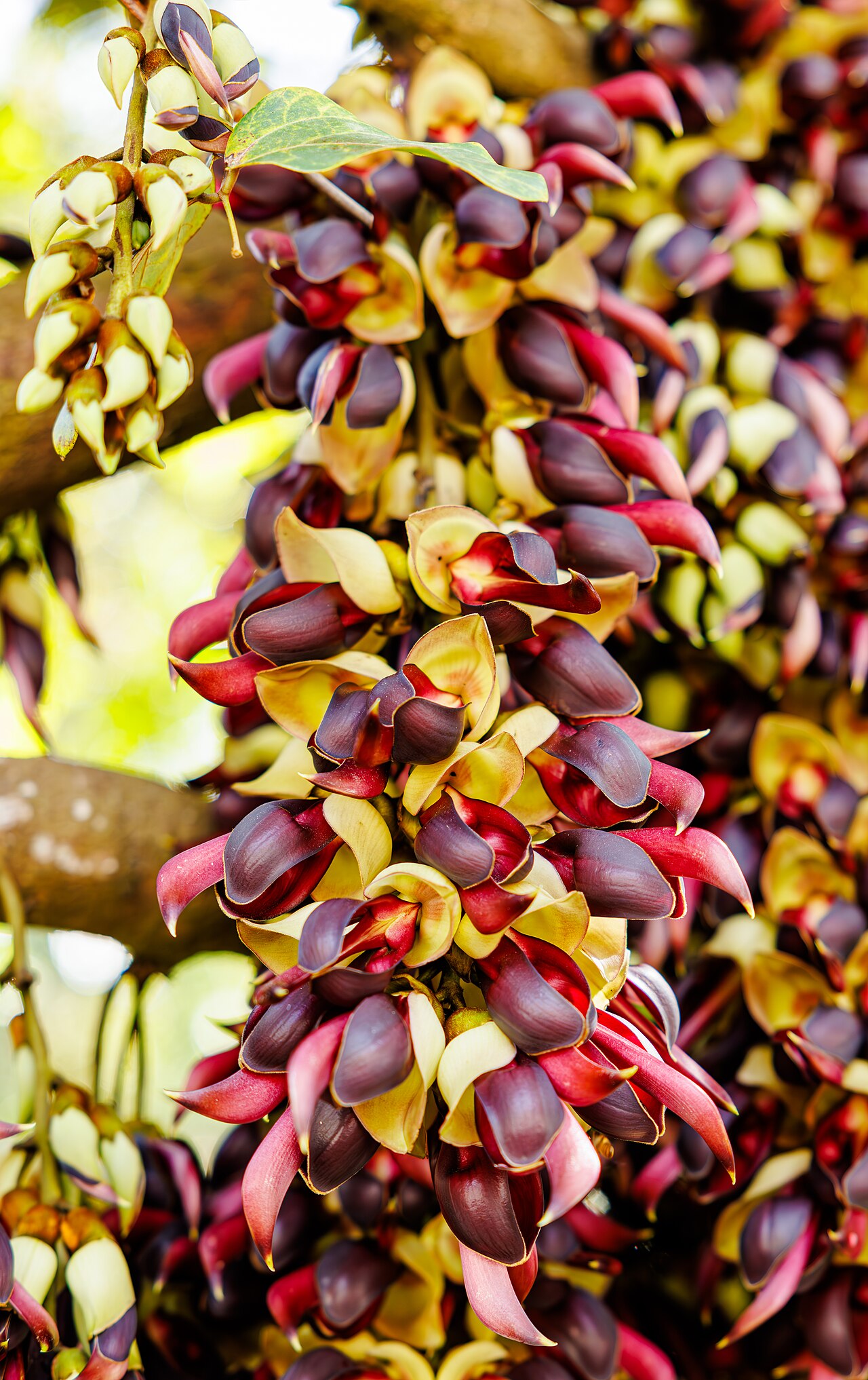 Mucuna macrocarpa: Mucuna macrocarpa in China