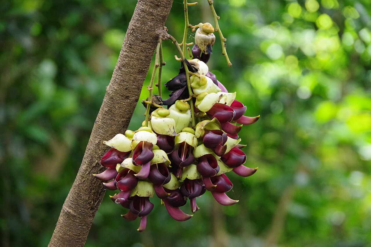 Mucuna macrocarpa: Flower of Mucuna macrocarpa at Daisekirinzan, Kunigami, Okinawa Prefecture, Japan
