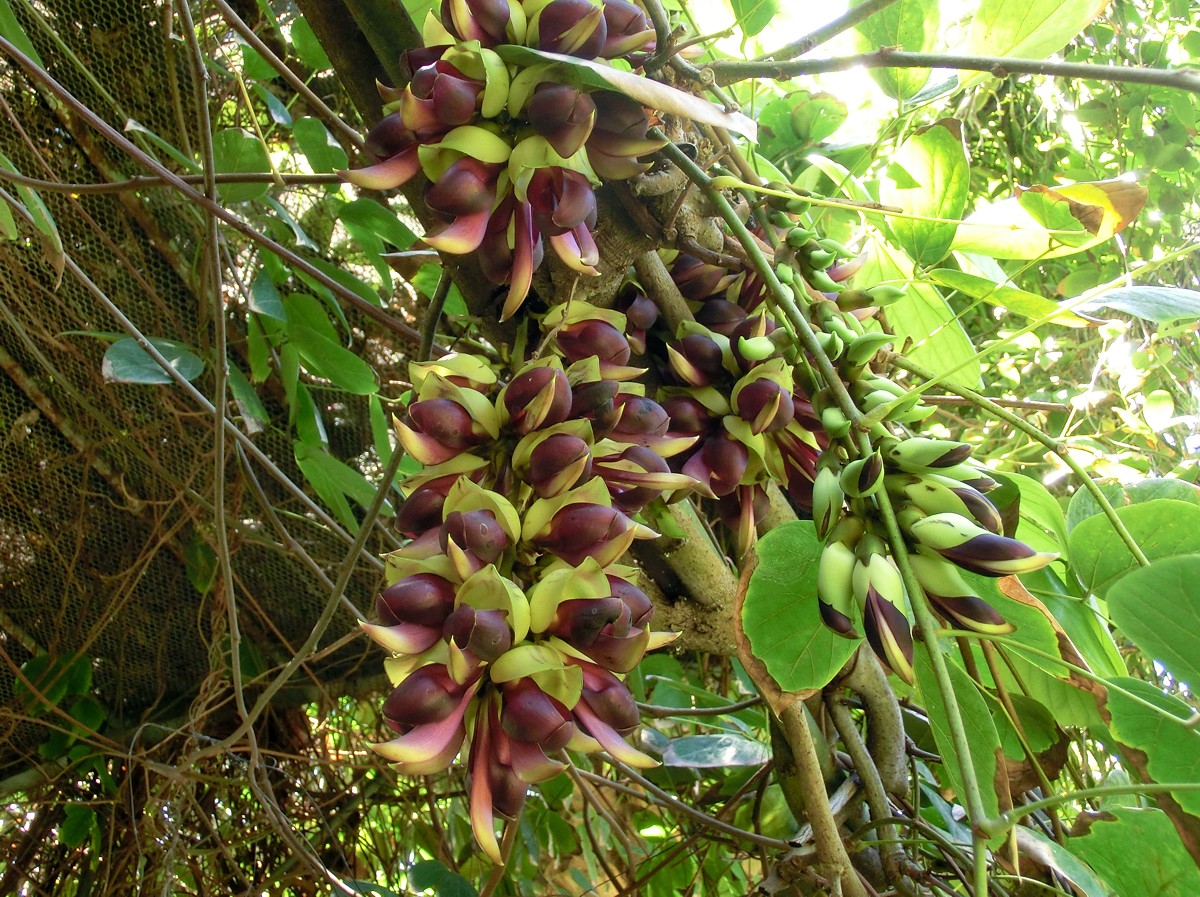 Mucuna macrocarpa: Mucuna macrocarpa . Tenerife, Botanical Garden of Puerto de la Cruz.