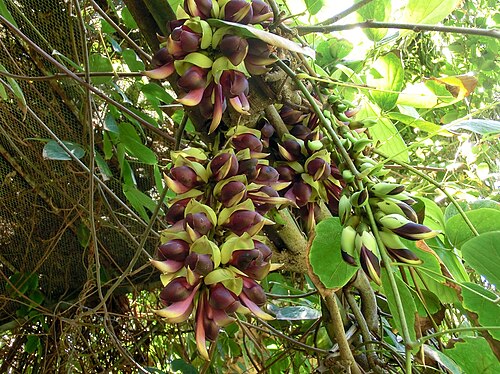 Mucuna macrocarpa: Mucuna macrocarpa . Tenerife, Botanical Garden of Puerto de la Cruz.