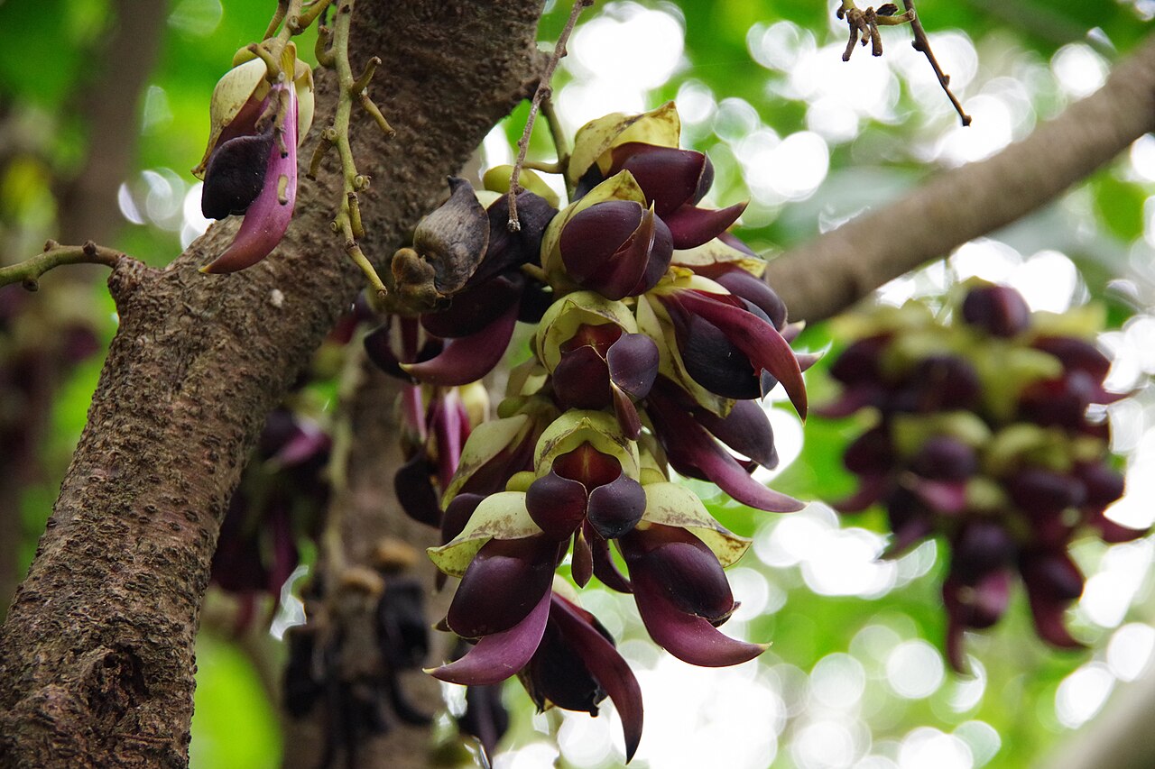 Mucuna macrocarpa: Flower of Mucuna macrocarpa at Daisekirinzan, Kunigami, Okinawa Prefecture, Japan