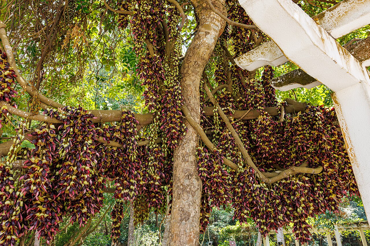 Mucuna macrocarpa: Mucuna macrocarpa in China