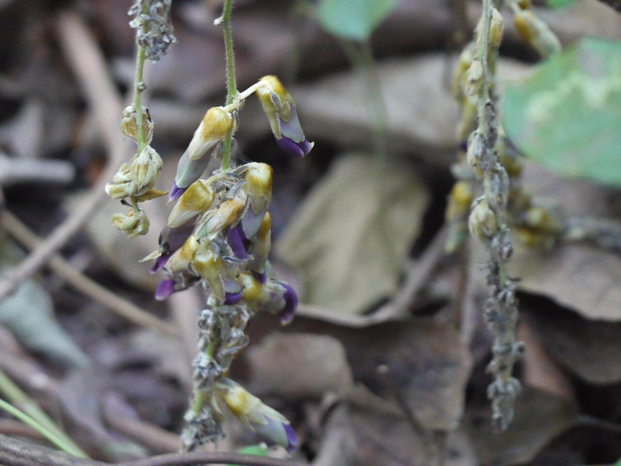Mucuna monosperma: Fabaceae (legume, pea, or bean family) » Mucuna monosperma Wight myoo-KOO-nuh -- from the Brazilian name for these vines ... Dave's Botanary mon-oh-SPER-muh --