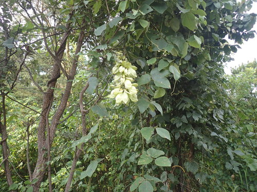 Mucuna poggei (Mucuna poggei)