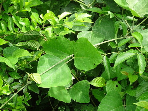 Cowitch (Mucuna pruriens)