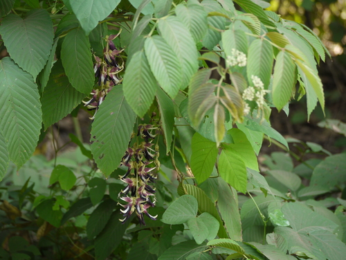 Cowitch (Mucuna pruriens)