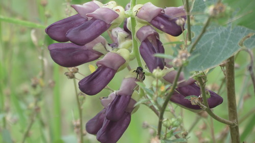 Cowitch (Mucuna pruriens)
