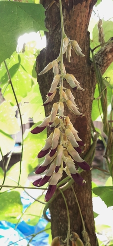 Cowitch (Mucuna pruriens)