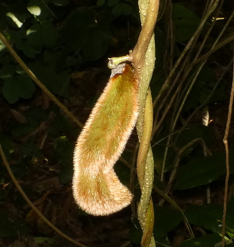 Cowitch (Mucuna pruriens)