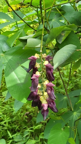 Cowitch (Mucuna pruriens)