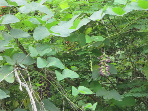 Cowitch (Mucuna pruriens)