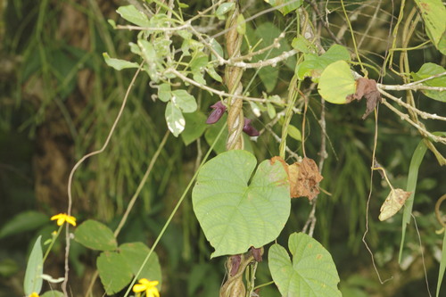 Cowitch (Mucuna pruriens)