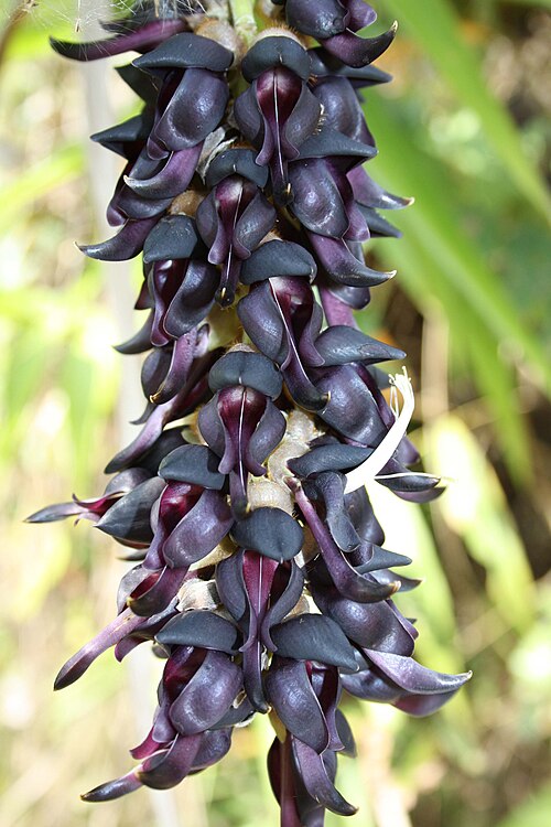 Cowitch: The beautiful inflorescence of the itchy Mucuna pruriens