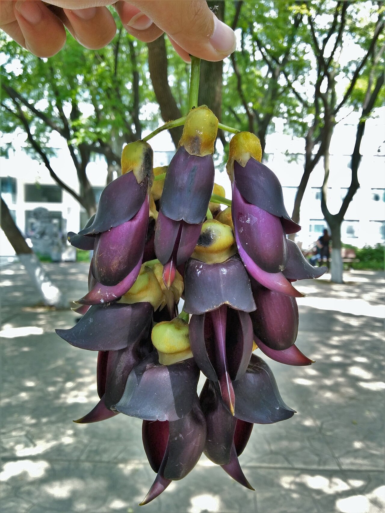 Mucuna sempervirens: Mucuna sempervirens , photographed in Central China Normal University, Wuhan, Hubei Province, China