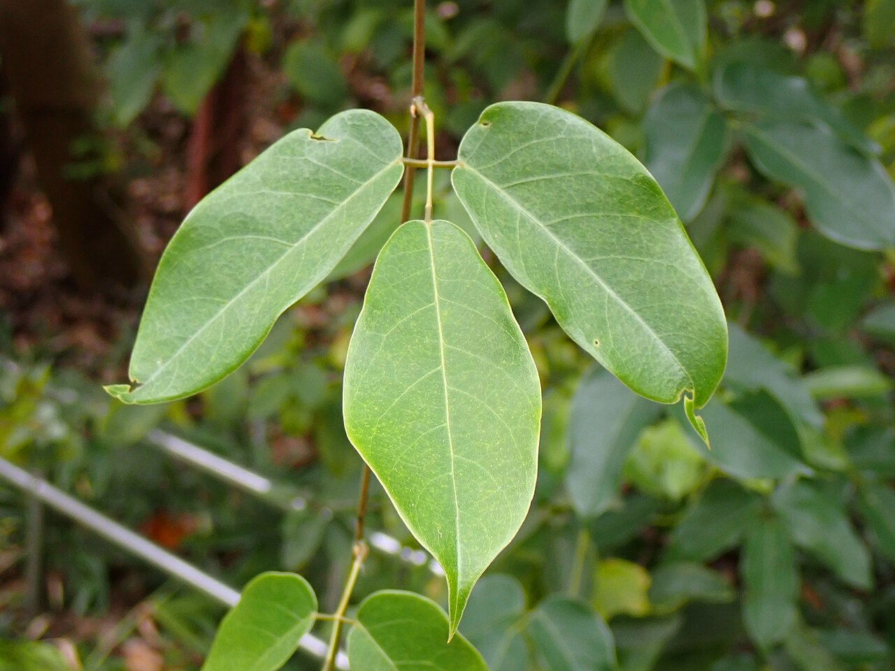 Mucuna sempervirens: トビカズラの3出複葉(2024年11月 名古屋市 東山動植物園)