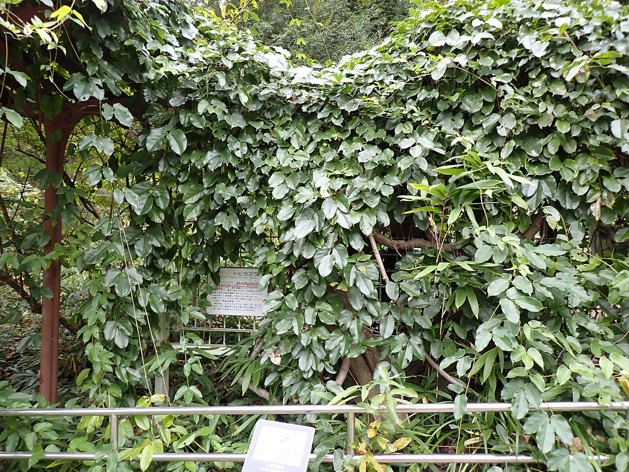 Mucuna sempervirens: トビカズラの植栽(2024年11月 名古屋市 東山動植物園)